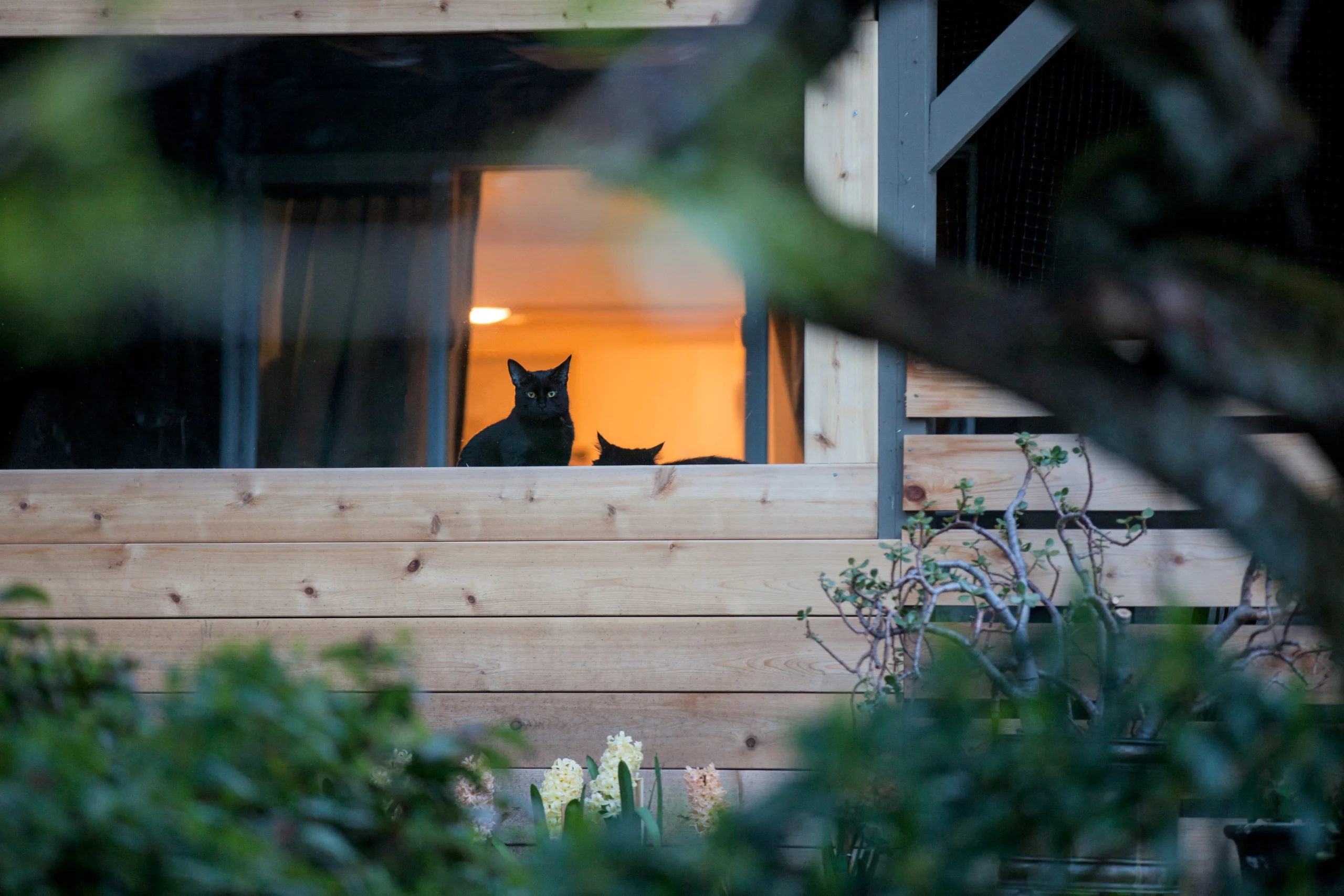 Boo looking through the warmly lit window of the catio built for Boo and Jack beneath the deck at Atkins