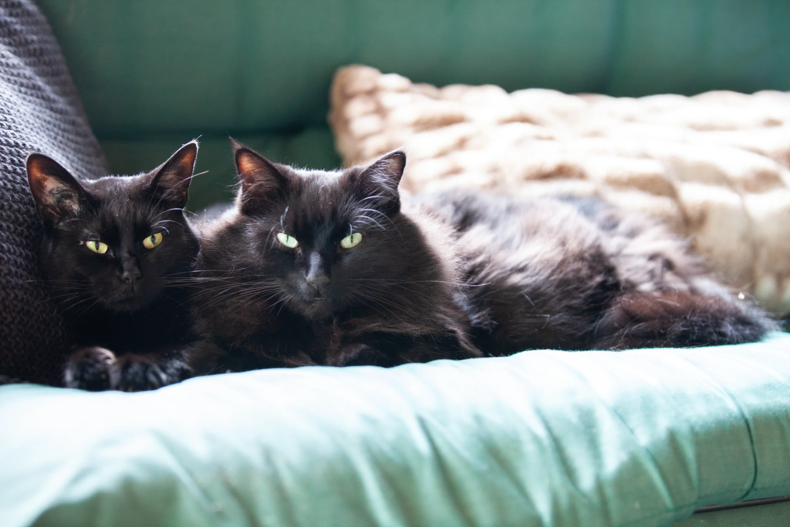 Boo and Jack cuddling together on a futon in their catio beneath the deck at Atkins