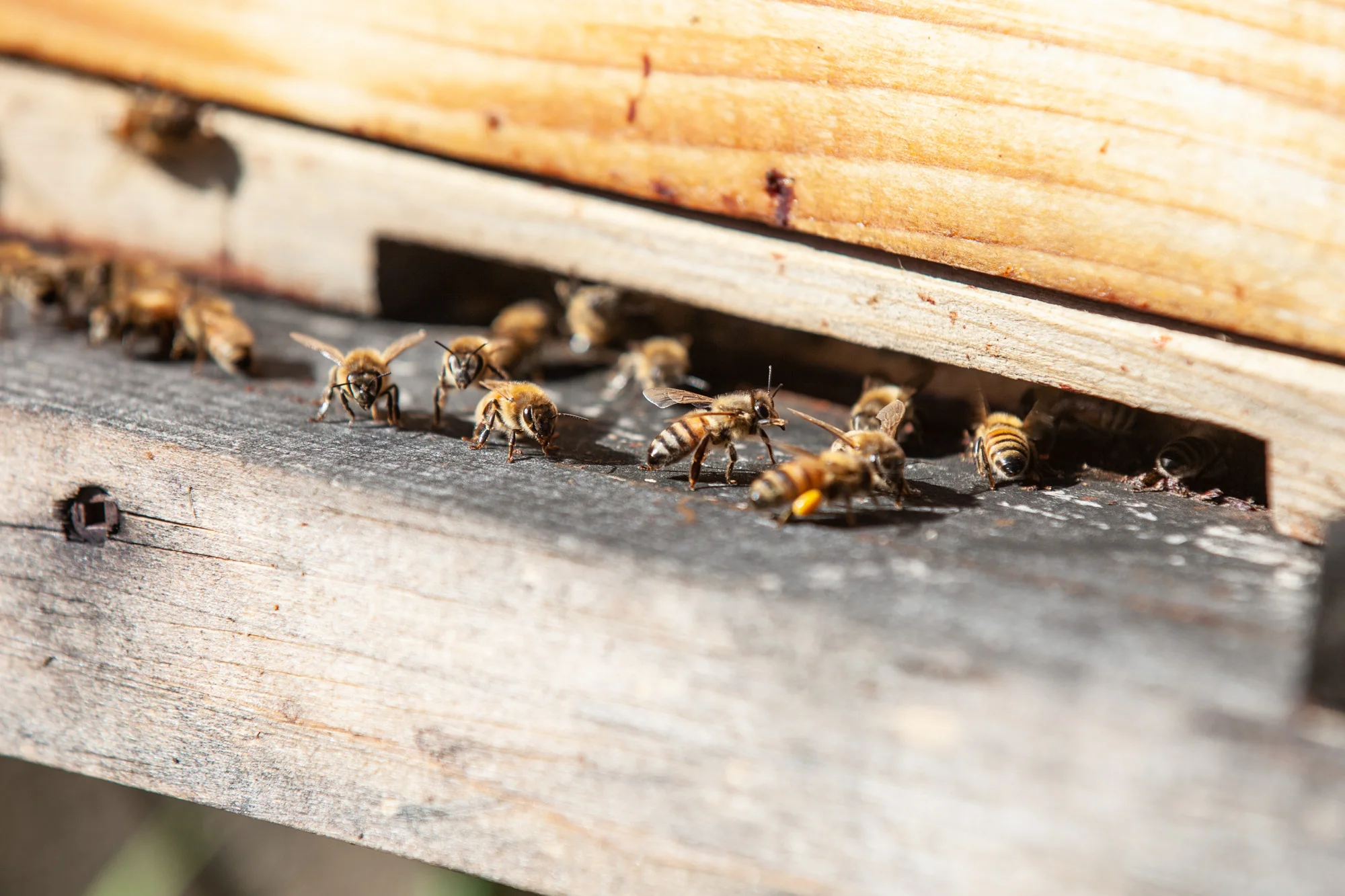 Honeybees carrying pollen at the entrance to Owen’s first wooden hive at Atkins