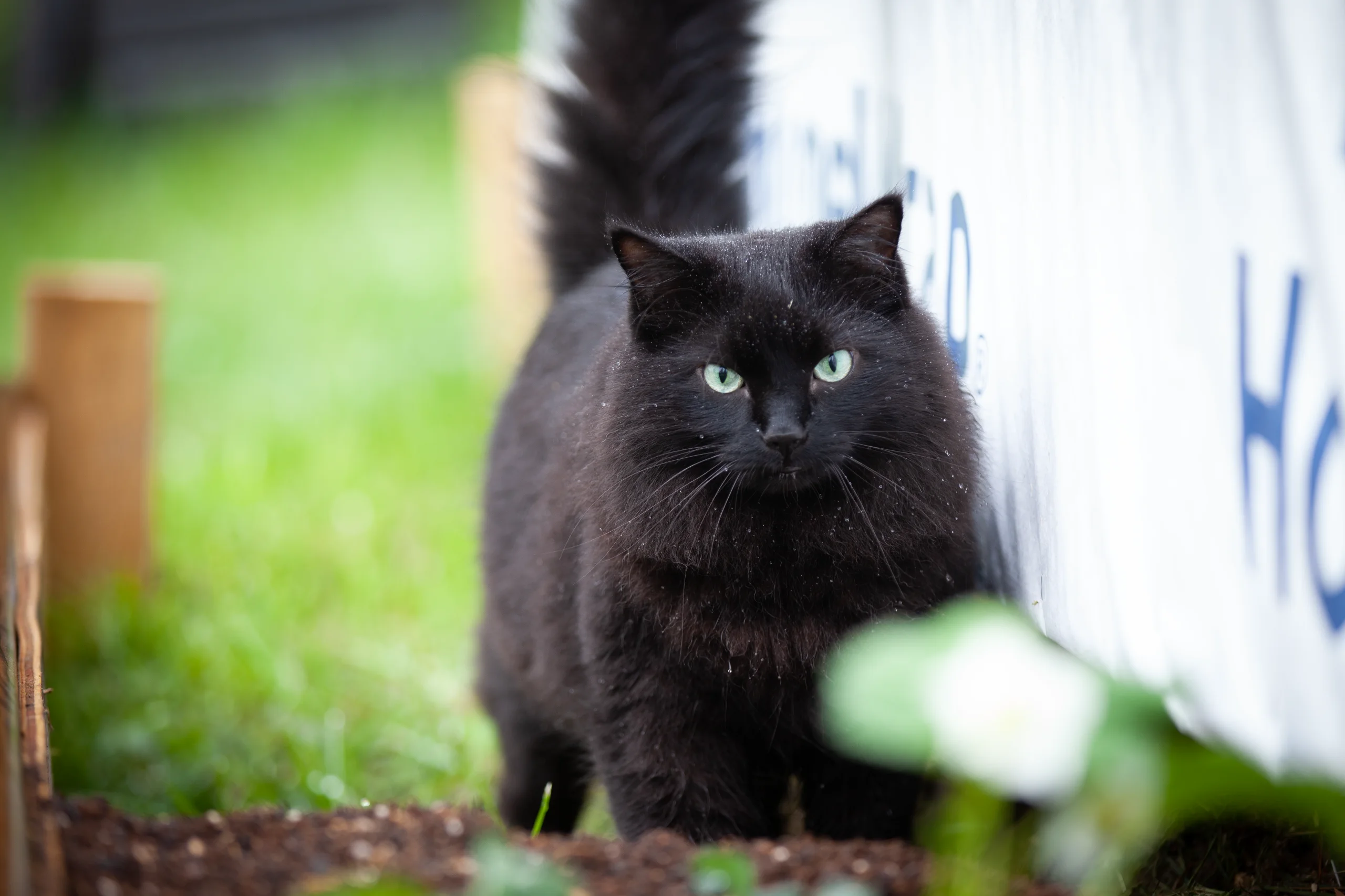 Jack, a fluffy black cat, investigating strawberry plants beside the gazebo at Atkins