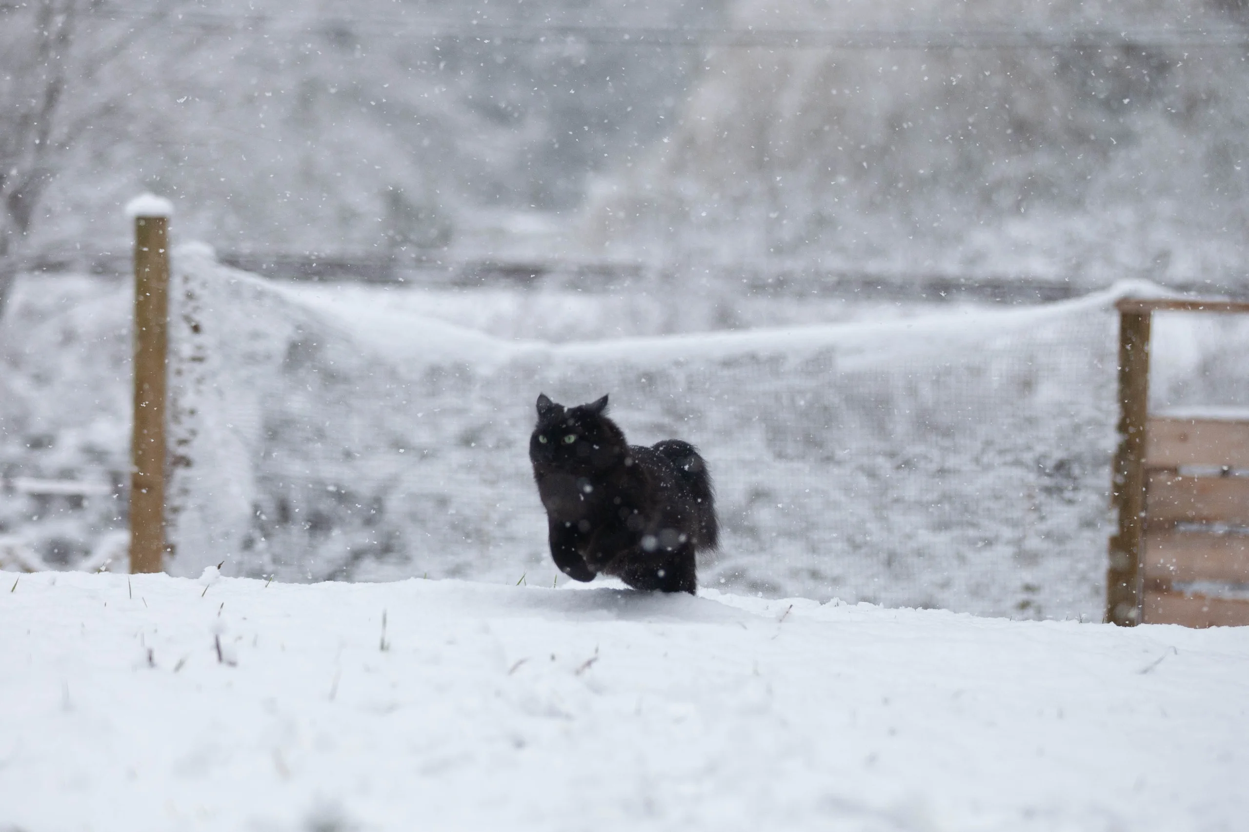 Jack, a fluffy black cat, standing in a snow-covered yard during heavy snowfall