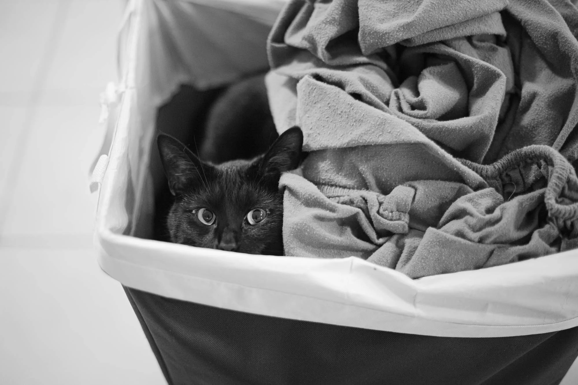 Boo, a short-haired black cat, peeking from a laundry basket filled with blankets